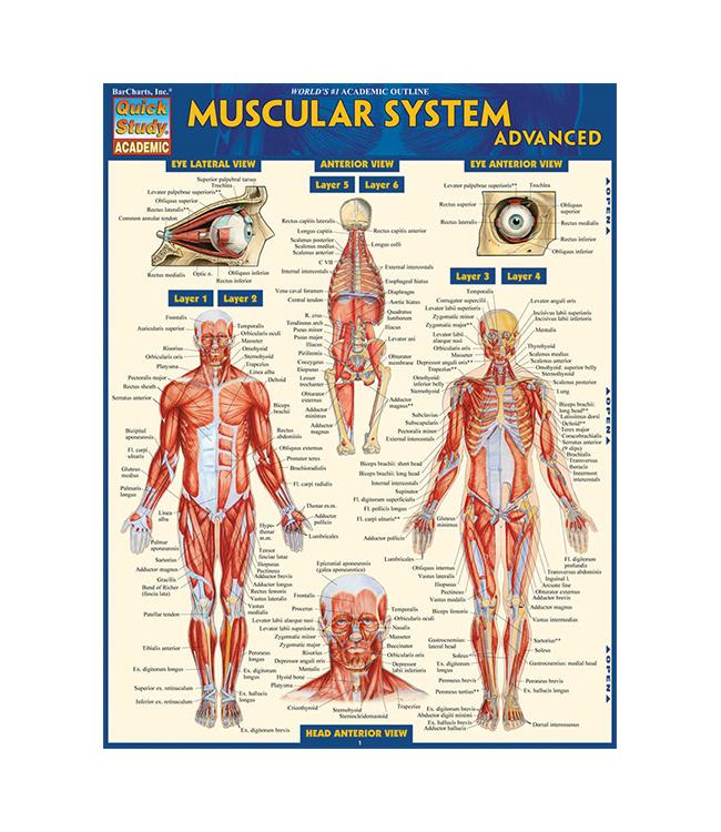MUSCULAR SYSTEM ADVANCED