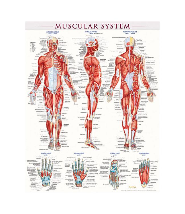 MUSCULAR SYSTEM POSTER LA