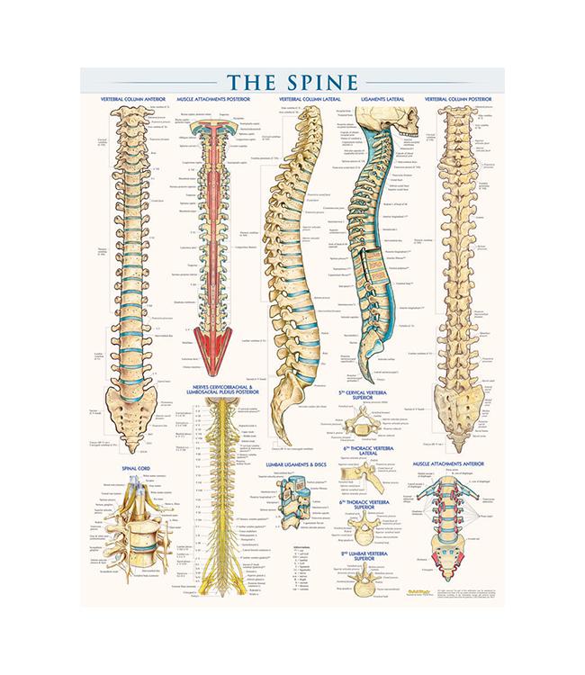 SPINE POSTER LAMINATED