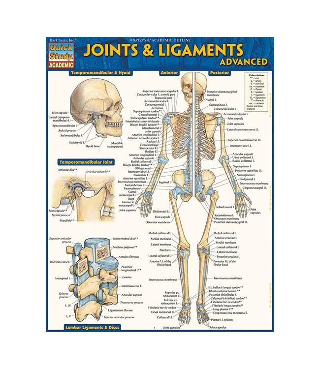 JOINTS AND LIGAMENTS ADVA