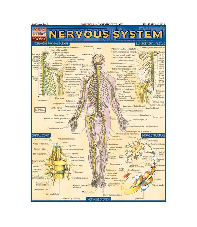 NERVOUS SYSTEM QUICK STUD