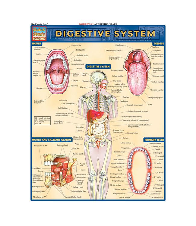DIGESTIVE SYSTEM QUICK ST